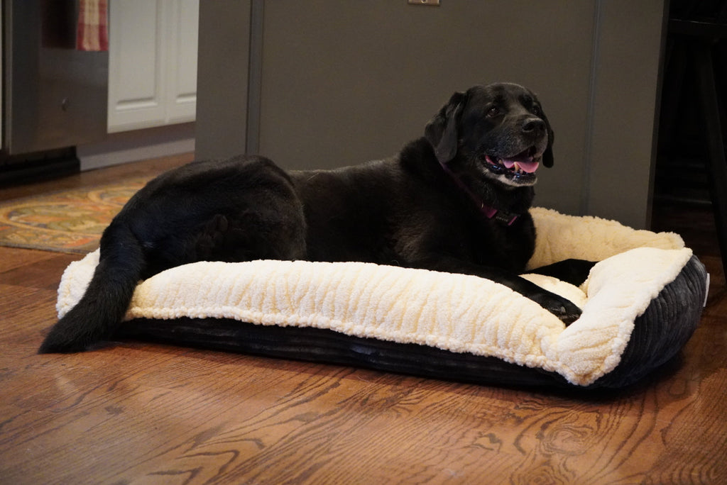 Scout Perfect Bolster Dog Bed - Snag N' Style