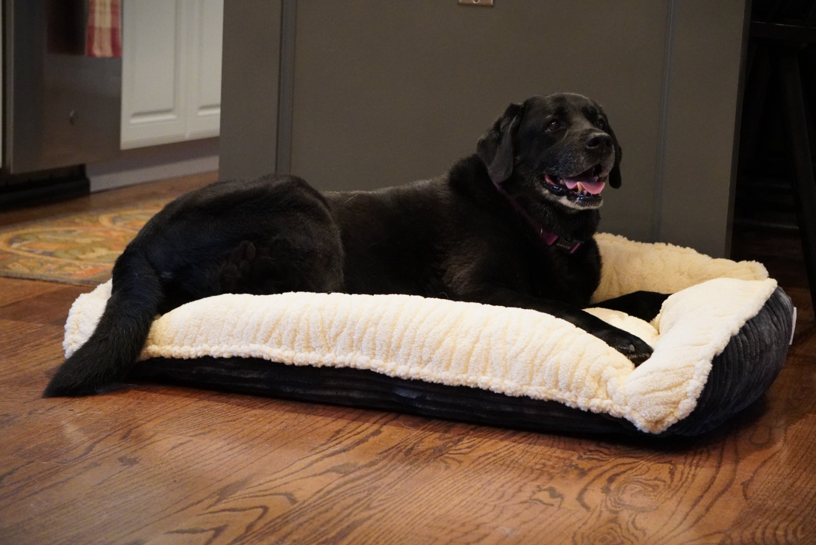 Scout Perfect Bolster Dog Bed - Snag N' Style
