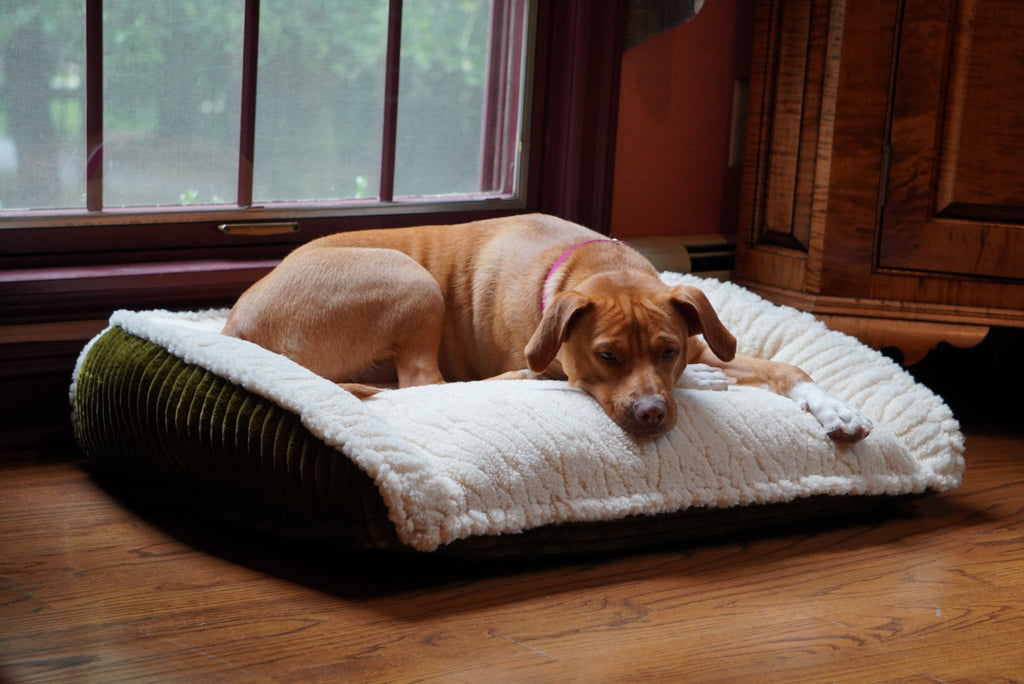 Scout Perfect Bolster Dog Bed - Snag N' Style