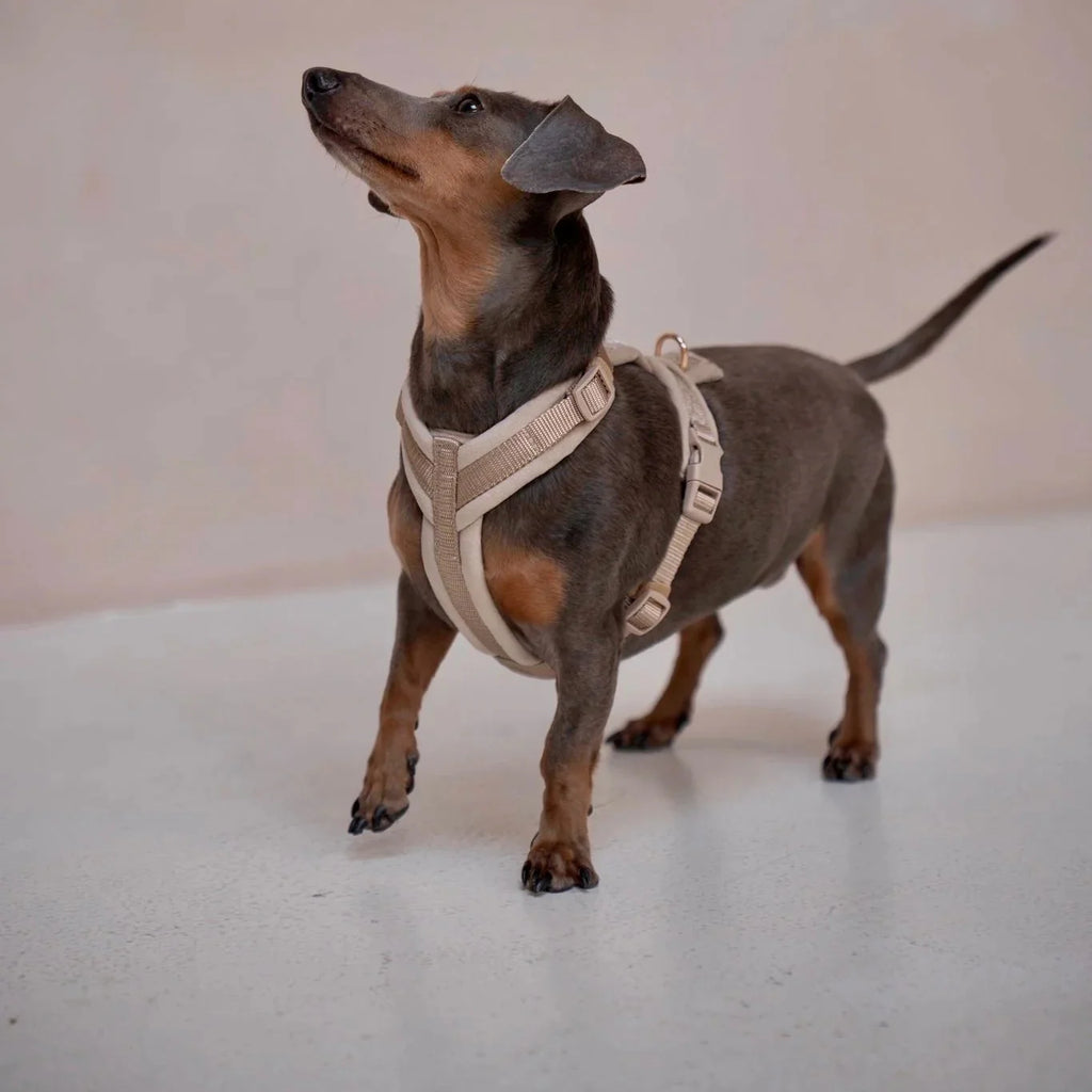 Sand - Velvet Dog Harness - Snag N' Style