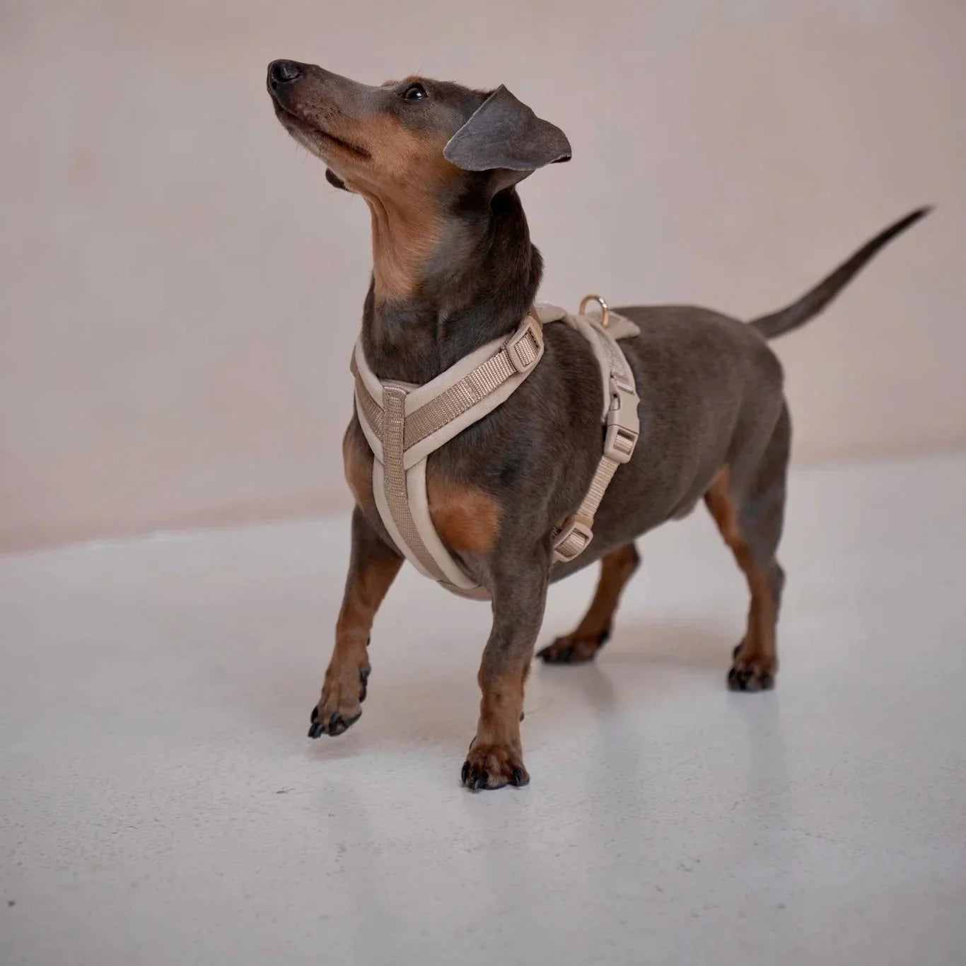 Sand - Velvet Dog Harness - Snag N' Style