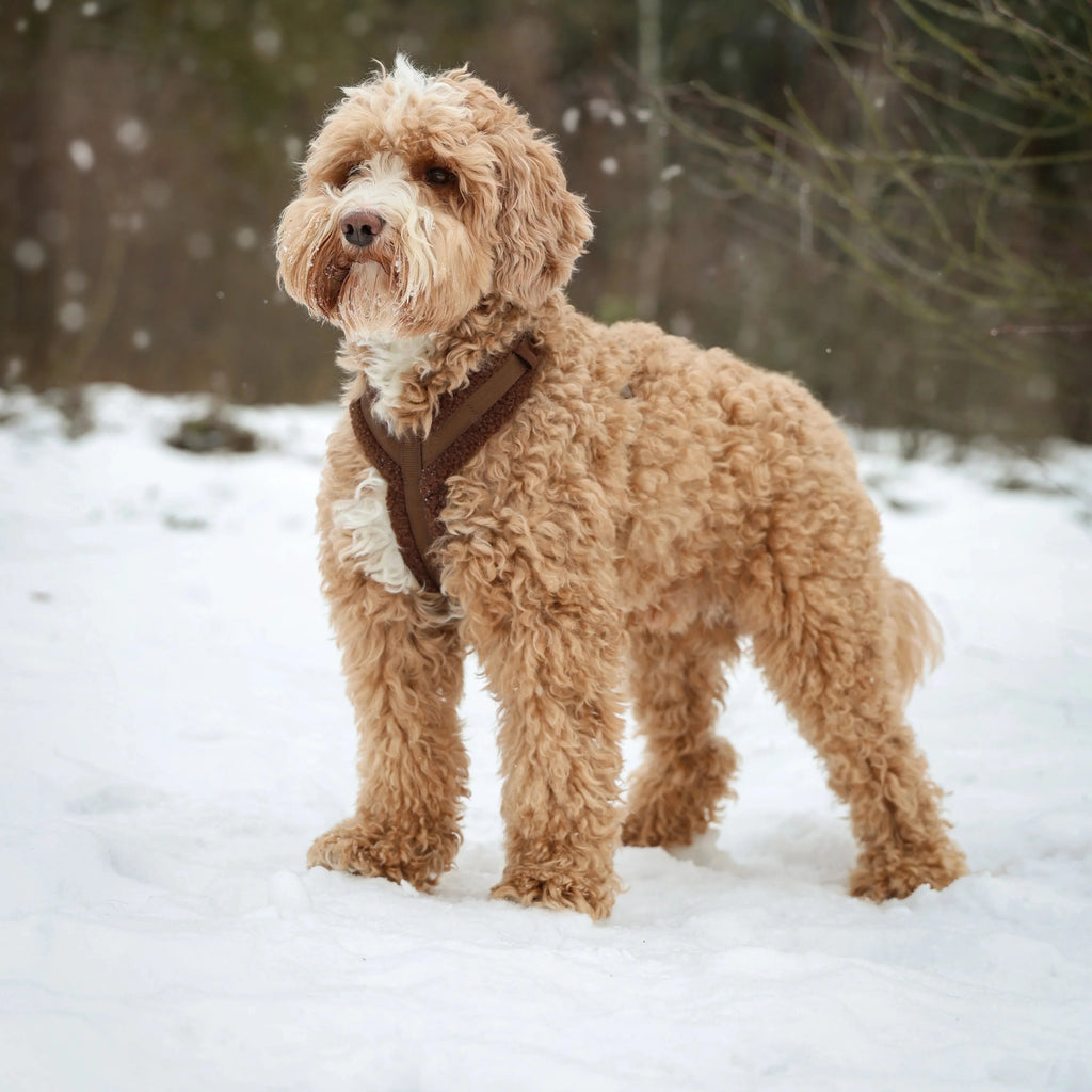 'Bordeaux' - Sherpa Dog Harness - Snag N' Style