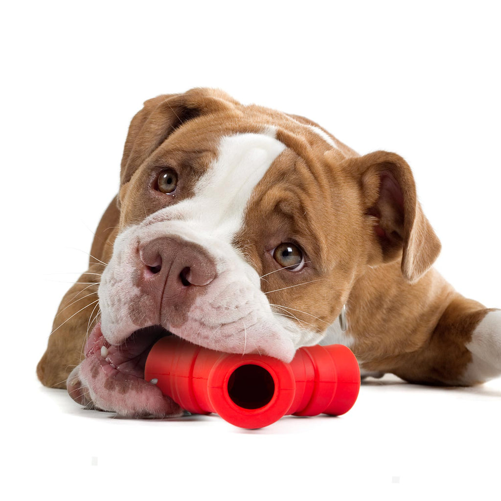 Jeffers Red "Y" Natural Rubber Dental Dog Chew Toy for Medium Chewers - Snag N' Style